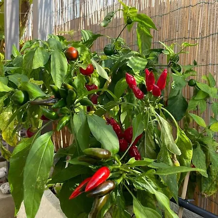 Attico Acquaviva Vicino Centro Storico