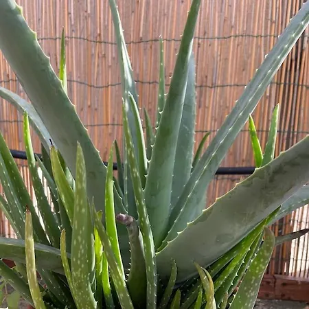 Attico Acquaviva Vicino Centro Storico Daire *