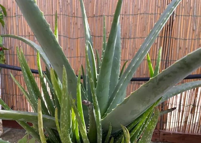 Attico Acquaviva Vicino Centro Storico Apartman *