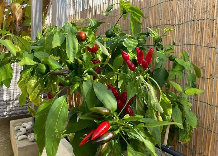 Attico Acquaviva Vicino Centro Storico